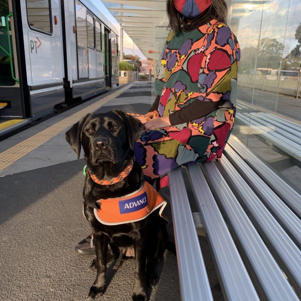 Volunteer at train station exposing pup to environment