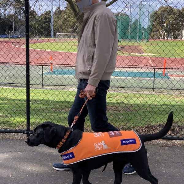 Volunteer walking pup in training